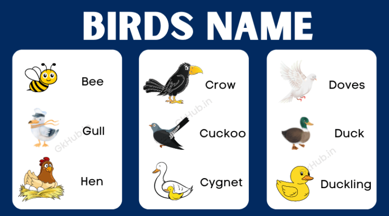 birds-name-in-english-list-of-a-bird-name-in-english-with-pictures